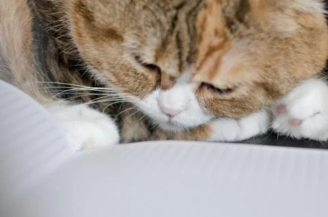 Scottish fold cat sleeping on a notebook Foto stock