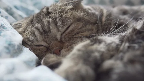 Scottish fold cat sleeping on white blanket closeup view Stock Footage 108725122