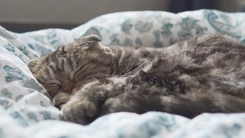 Scottish fold cat sleeping on white blanket closeup view Stock Footage 108725290