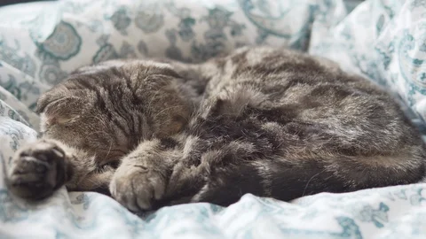 Scottish fold cat sleeping on white blanket Stock Footage 108725299
