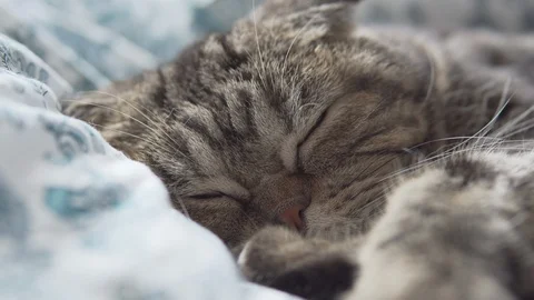 Scottish fold cat sleeping on white blanket closeup view Stock Footage 108725450