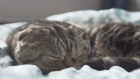 Scottish fold cat sleeping on white blanket Stock Footage 108725950
