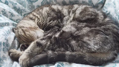 Scottish fold cat sleeping on white blanket up to down view Stock Footage 108736133