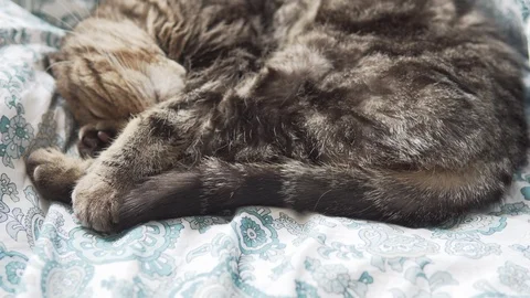 Scottish fold cat sleeping on white blanket down to up view Stock Footage 108736273