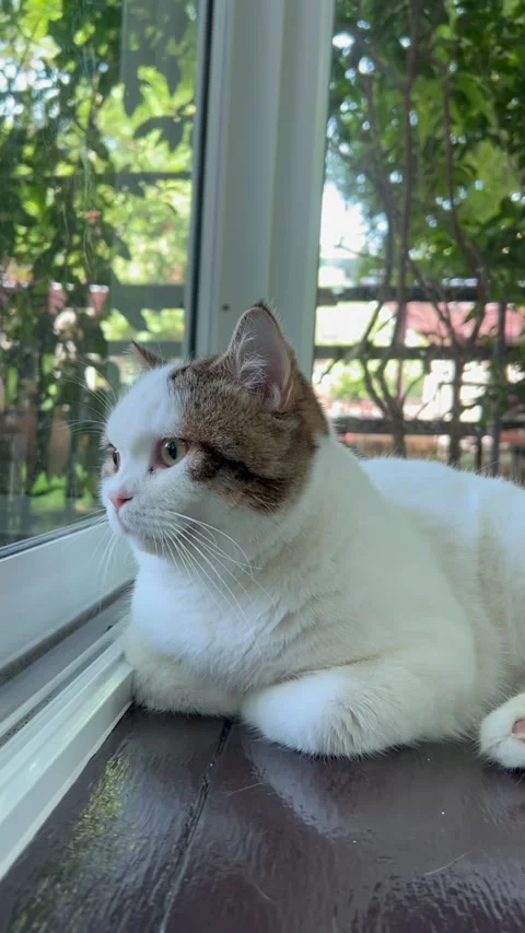 Scottish Fold cat sleeps by the window Stock Footage 289436123