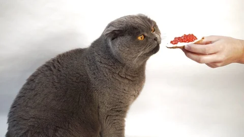 Scottish Fold Cat Sniffs Red Caviar Sandwich. Stock Footage 102400051