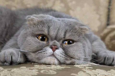Scottish Fold cat on a sofa Фото