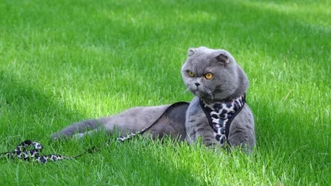 Scottish Fold Cat Standing Up During Outdoor Leash Walk Stock Footage 346249991