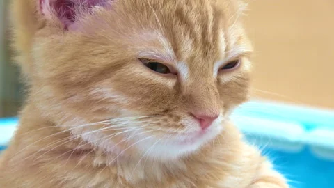 Scottish Fold cat with straight ears falling asleep. Sleepy kitten. Close up. 4K Stock Footage 147471773