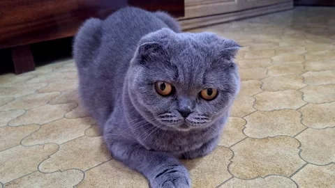 Scottish Fold cat with striking orange eyes resting on a patterned floor Stock Footage 342930567
