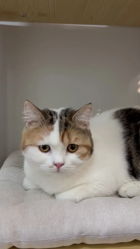 A Scottish Fold cat is stuck sleeping in its house. Stock Footage 289436113