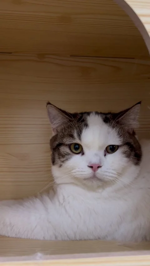 A Scottish Fold cat is stuck sleeping in its house. Stock Footage 289436116