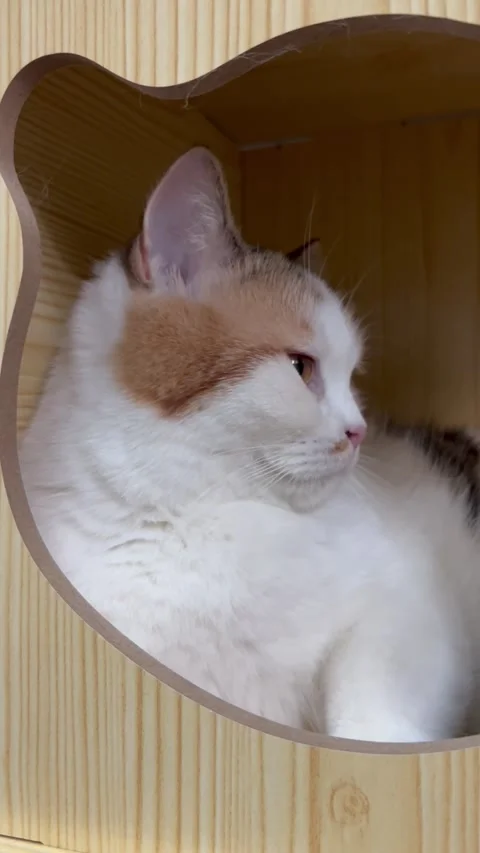 A Scottish Fold cat is stuck sleeping in its house. Stock Footage 289436118