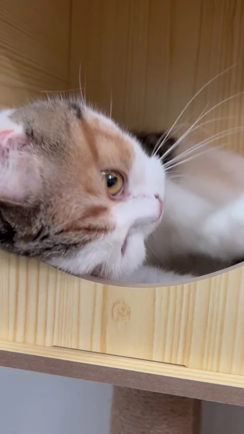 A Scottish Fold cat is stuck sleeping in its house. Stock Footage 289436119