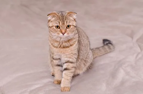 Scottish Fold cat tabby. Stock Photos