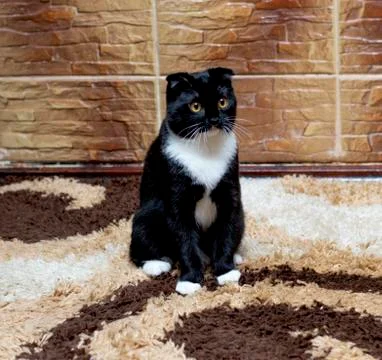 Scottish fold cat at the tile wall Stock Photos