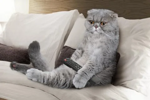 Scottish Fold cat with the TV remote control 库存照片