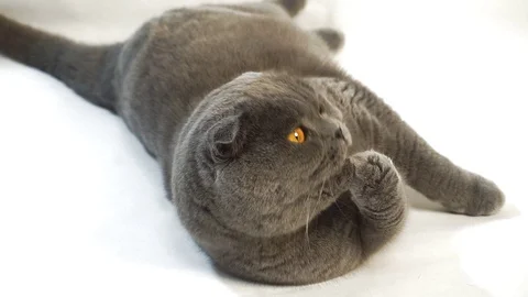 Scottish fold cat washes his face lying on the floor. Stock Footage 102401070