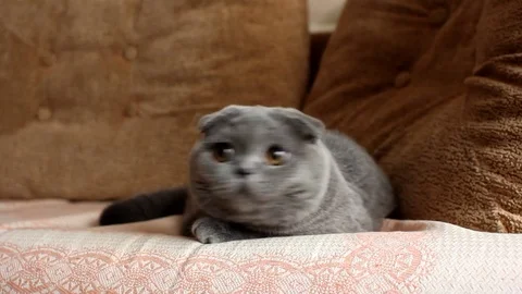 Scottish fold cat watching left and right 스톡 동영상 79024659