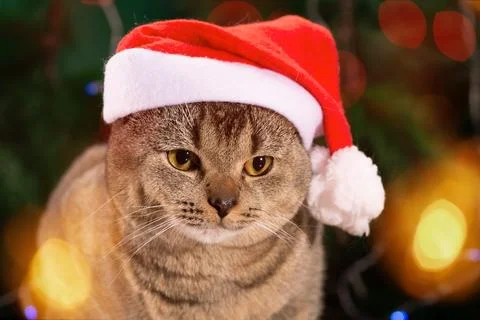 A Scottish Fold cat wearing a Santa hat sits above the holiday lights. Christ Stock Photos
