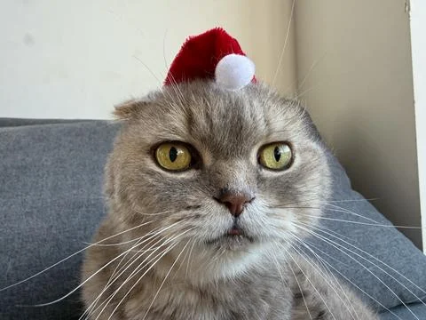 Scottish fold cat wearing a tiny santa hat, gazing at camera, christmas conce Stock Photos