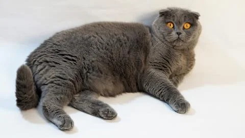 Scottish Fold cat on a white background, close-up Foto stock