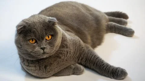 Scottish Fold cat on a white background, close-up 1 Stock Photos