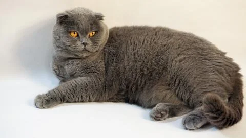 Scottish Fold cat on a white background, close-up 3 Stock Photos