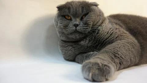 Scottish Fold cat on a white background, close-up 4 Stock Photos