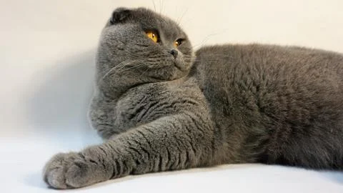Scottish Fold cat on a white background, close-up 4 Foto stock