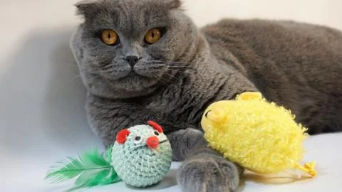 Scottish Fold cat on a white background, with a favorite toy, close-up Stock Photos