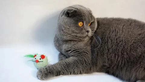 Scottish Fold cat on a white background, with a favorite toy, close-up 1 Stock Photos