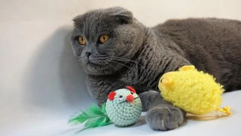 Scottish Fold cat on a white background, with a favorite toy, close-up 2 Foto stock