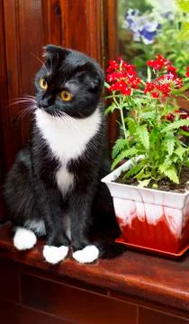 Scottish fold cat on the windowsill Stock Photos