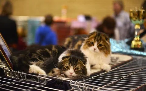 Scottish Fold cats 스톡 사진