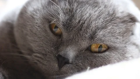 Scottish fold chat en train dormir Stock Footage 88090539