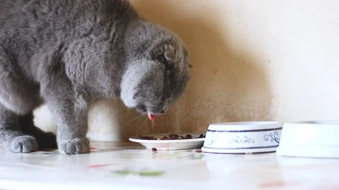 Scottish fold chat en train dormir Stock Footage 88090739