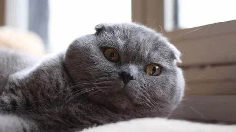 Scottish fold chat en train dormir Stock Footage 88090815