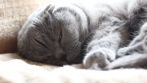 Scottish fold chat en train dormir Stock Footage 88090978