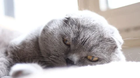 Scottish fold chat en train dormir Video stock 88091102