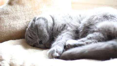 Scottish fold chat en train dormir Stock Footage 88091288