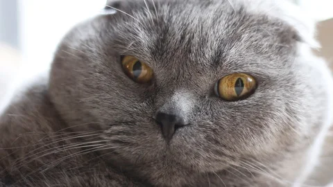 Scottish fold chat en train dormir Stock Footage 88091373