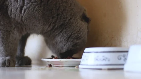 Scottish fold chat en train dormir Stock Footage 88091419