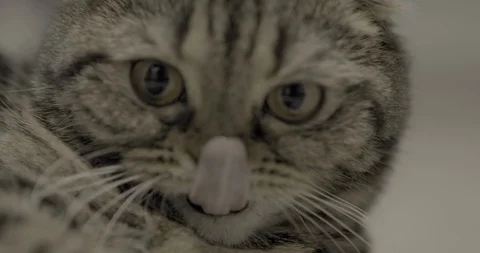 Scottish Fold Closeup, Slow Motion - Cinematic Vidéo 129567257