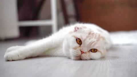 Scottish fold on floor Stock Footage 151648521