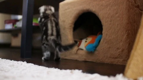 Scottish fold Stock Footage 94181268