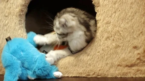 Scottish fold Stock Footage 94181270