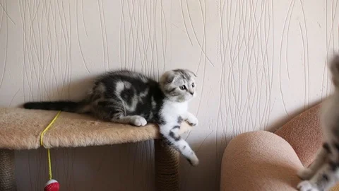 Scottish fold Stock Footage 94181301