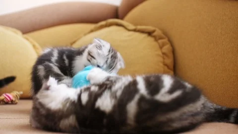 Scottish fold Stock Footage 94181303