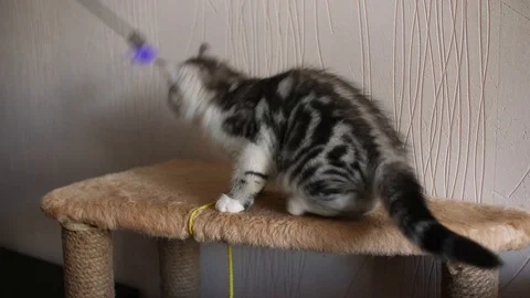 Scottish fold Stock Footage 94181305